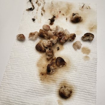 Del Valle Pet Hospital - This was extracted out of my dogs ear.  Del  valle was too lazy to put the effort in to clean her ear.  Just put meds and $$$""" - Veterinarians Near Me - Livermore, California