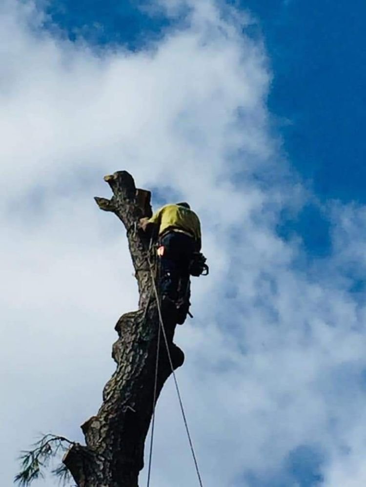 DJ'S Tree Service - tree service in Terry, MS