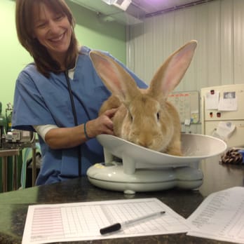 Iowa Humane Alliance - We spay and neuter rabbits too! - Veterinarians Near Me - Cedar Rapids, Iowa Iowa Humane Alliance - We spay and neuter rabbits too! - Veterinarians Near Me - Cedar Rapids, Iowa