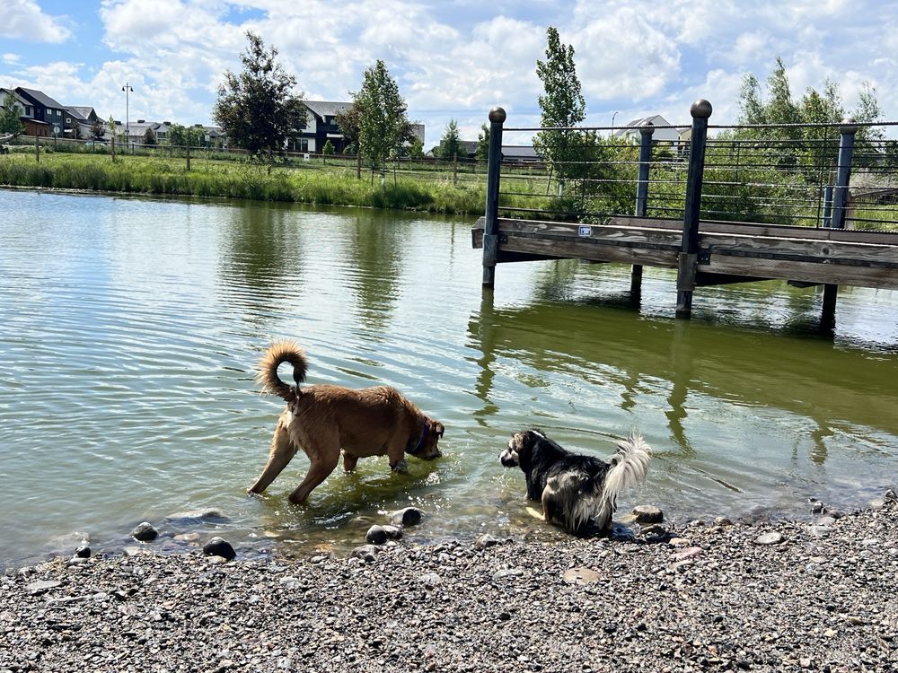 Dog park at Gallatin County Regional Park Image