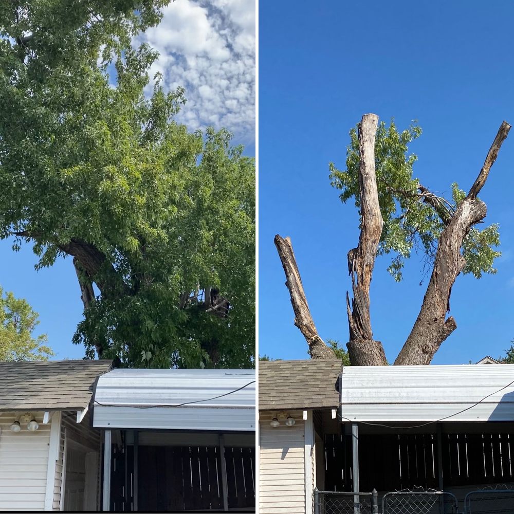 Tree Solutions - tree service in Piedmont, OK