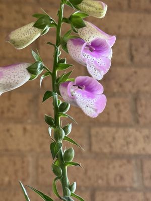 Central Market by null