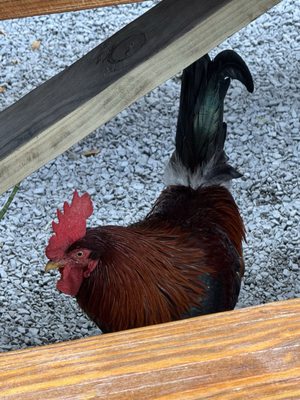 Barracuda Taco Stand by null