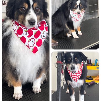 Deb's Bark Avenue Grooming - 1/24/23 Three Audi pups got groomed today - Pet Groomers Near Me - Fortuna, California Deb's Bark Avenue Grooming - 1/24/23 Three Audi pups got groomed today - Pet Groomers Near Me - Fortuna, California