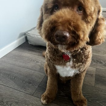 Adrian's Mobile Grooming - Groomed dog! - Pet Groomers Near Me - Livermore, California