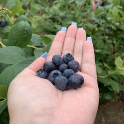 Thank You Berry Much Farms - Yummmmm