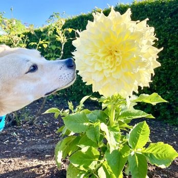 ROSE GARDEN - Updated November 2025 - 12 Photos - 501 Elliott Ave