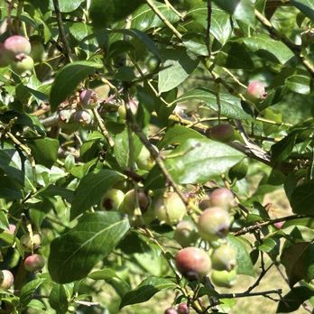 The Blueberry Treehouse Farm - They do have blueberry picking when the season is right - Pick Your Own Farms Near Me - West Falls, New York The Blueberry Treehouse Farm - They do have blueberry picking when the season is right - Pick Your Own Farms Near Me - West Falls, New York