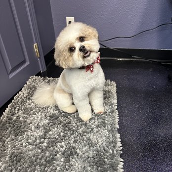 Lisa’s Pet Salon - Pet Groomers Near Me - Salem, Oregon Lisa’s Pet Salon - Pet Groomers Near Me - Salem, Oregon