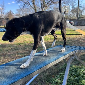 Alpha Pet Resort - Play area - Pet Sitting Near Me - Culpeper, Virginia Alpha Pet Resort - Play area - Pet Sitting Near Me - Culpeper, Virginia