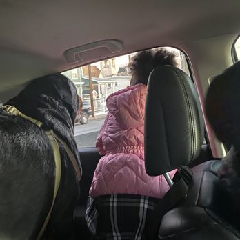 Methuen Veterinary Hospital - A happy dog - Veterinarians Near Me - Methuen, Massachusetts