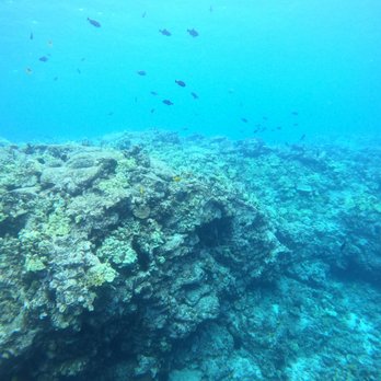 Jack's Diving Locker - So many fish - Snorkeling Near Me - Kailua-Kona, Hawaii Jack's Diving Locker - So many fish - Snorkeling Near Me - Kailua-Kona, Hawaii