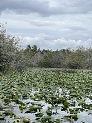 Everglades Safari Park by null