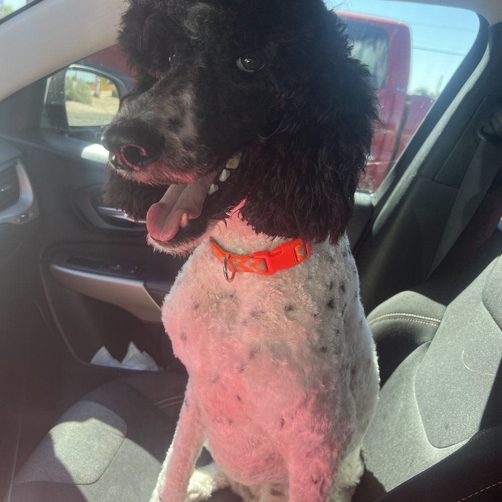 Athena the poodle Athena the poodle