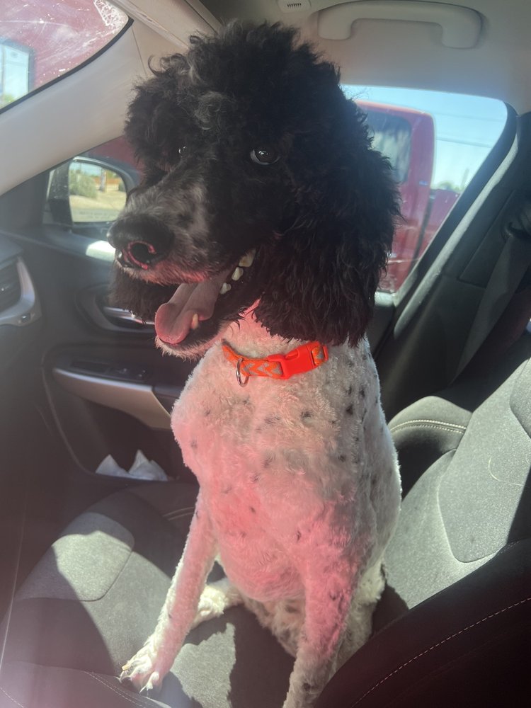 RITZY GROOMING with reviews Updated September 2024 10 Reviews