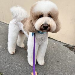 Pet Snuggle - Dog grooming