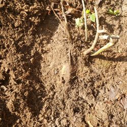 Gaalsen Tree Service - Clients complaint from stump removal (Really People)