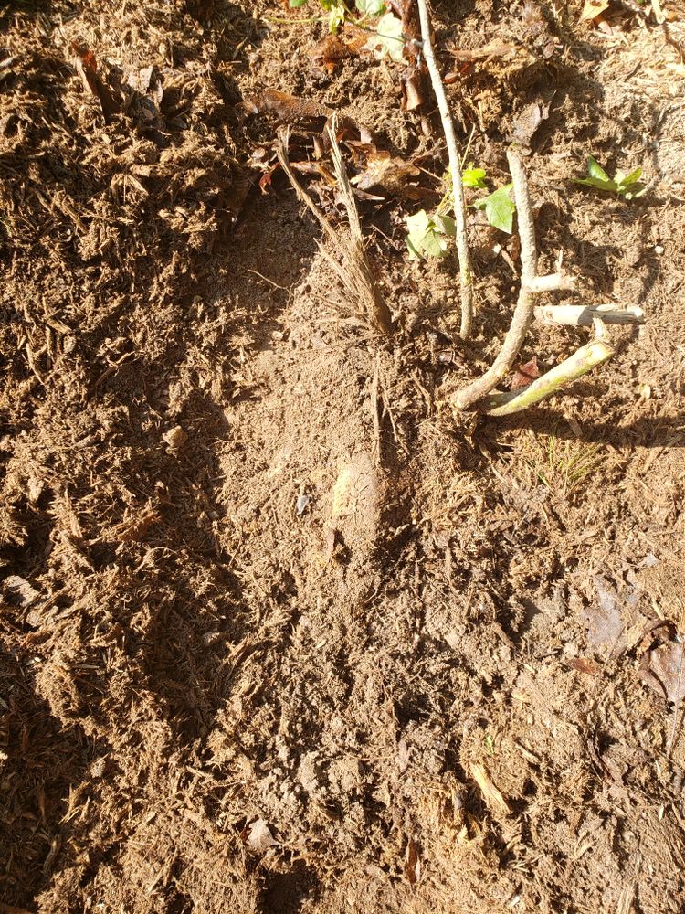 Gaalsen Tree Service - veterans service organization in Stone Mountain, GA