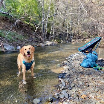 Cali K9 - Pet Training Near Me - San Jose, California
