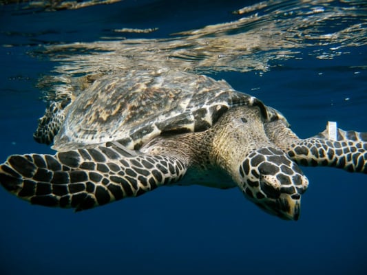 Dive! Tutukaka by null