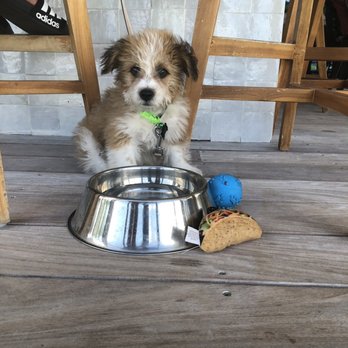 Beach House - Hubbard enjoying his ice cold water! Nice touch Beach House! - Bars Near Me - Pompano Beach, Florida