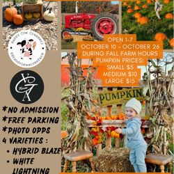Happy Cow Creamery At Grand View Acres Farm - Our PYO Pumpkin Patch will be open October 10-26, 2025, Fridays-Sundays 1-7. 
*No Admission 
*Free Parking
*Photo Opps