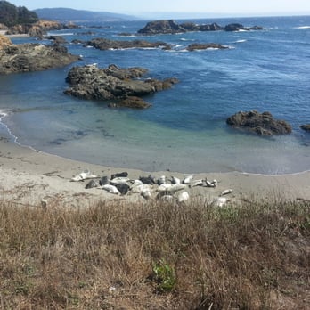 Sea Ranch - Seals on beach verry close to us. - Real Estate Agents Near Me - Gualala, California