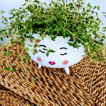 Potted Art - Florists Near Me Potted Art - Florists Near Me