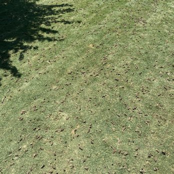 Kings Aeration - a grassy lawn with a tree and fence in the background - Lawn Services Near Me Kings Aeration - a grassy lawn with a tree and fence in the background - Lawn Services Near Me