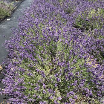 Lavender by the Bay - Pick Your Own Farms Near Me - East Marion, New York Lavender by the Bay - Pick Your Own Farms Near Me - East Marion, New York
