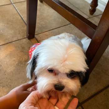 Legacy Grooming - Molly - Pet Groomers Near Me - McKinney, Texas Legacy Grooming - Molly - Pet Groomers Near Me - McKinney, Texas