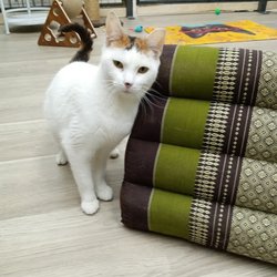 Feline Frenzy Thrift Shop & Adopt