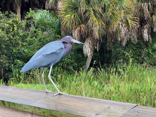 Green Cay Nature Center & Wetlands by null