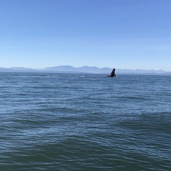 Vancouver Whale Watch - Whale Watching Tours Near Me - Richmond, British Columbia Vancouver Whale Watch - Whale Watching Tours Near Me - Richmond, British Columbia