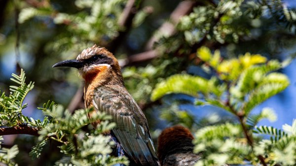 San Diego Zoo by null