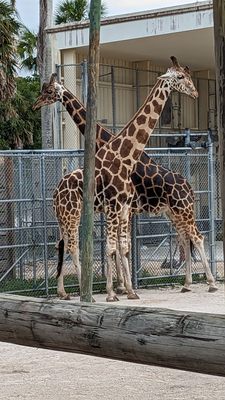 Naples Zoo at Caribbean Gardens by null