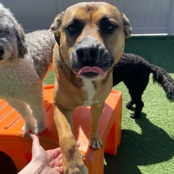 Dogtopia-Roseville - Pet Boarding Near Me - Roseville, Minnesota Dogtopia-Roseville - Pet Boarding Near Me - Roseville, Minnesota