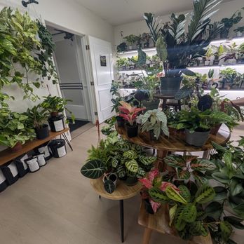The Luxe Leaf - Some of the rare varietals beautifully showcased inside the store. - Nurseries & Gardening Near Me - Bakersfield, California
