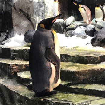Wild Artic - Aquariums Near Me - Orlando, Florida Wild Artic - Aquariums Near Me - Orlando, Florida