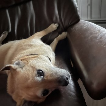 Cattitudes At Latitudes - commandeering Dad's chair! - Pet Sitting Near Me