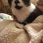 Photo of Happy Cats Hotel