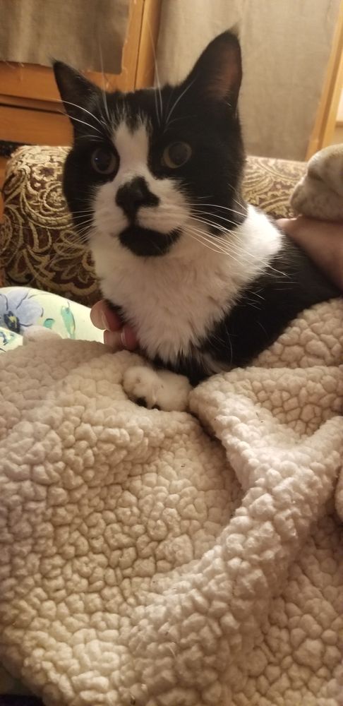 Happy Cats Hotel - pet boarding facility in West Salem, OR