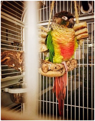 Canoga Discount Birds by null