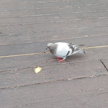 Mexico Lindo - Sharing chips with the pigeon - Mexican Near Me - Duluth, Minnesota