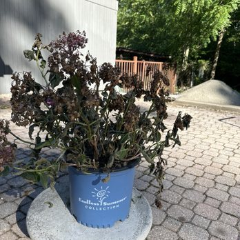 Glenwild Gardens - Hydrangea plant that dies in (1) week. - Nurseries & Gardening Near Me - Bloomingdale, New Jersey Glenwild Gardens - Hydrangea plant that dies in (1) week. - Nurseries & Gardening Near Me - Bloomingdale, New Jersey