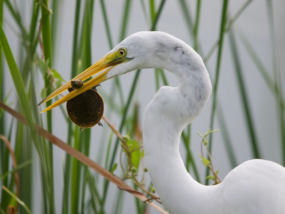 Viera Wetlands Image