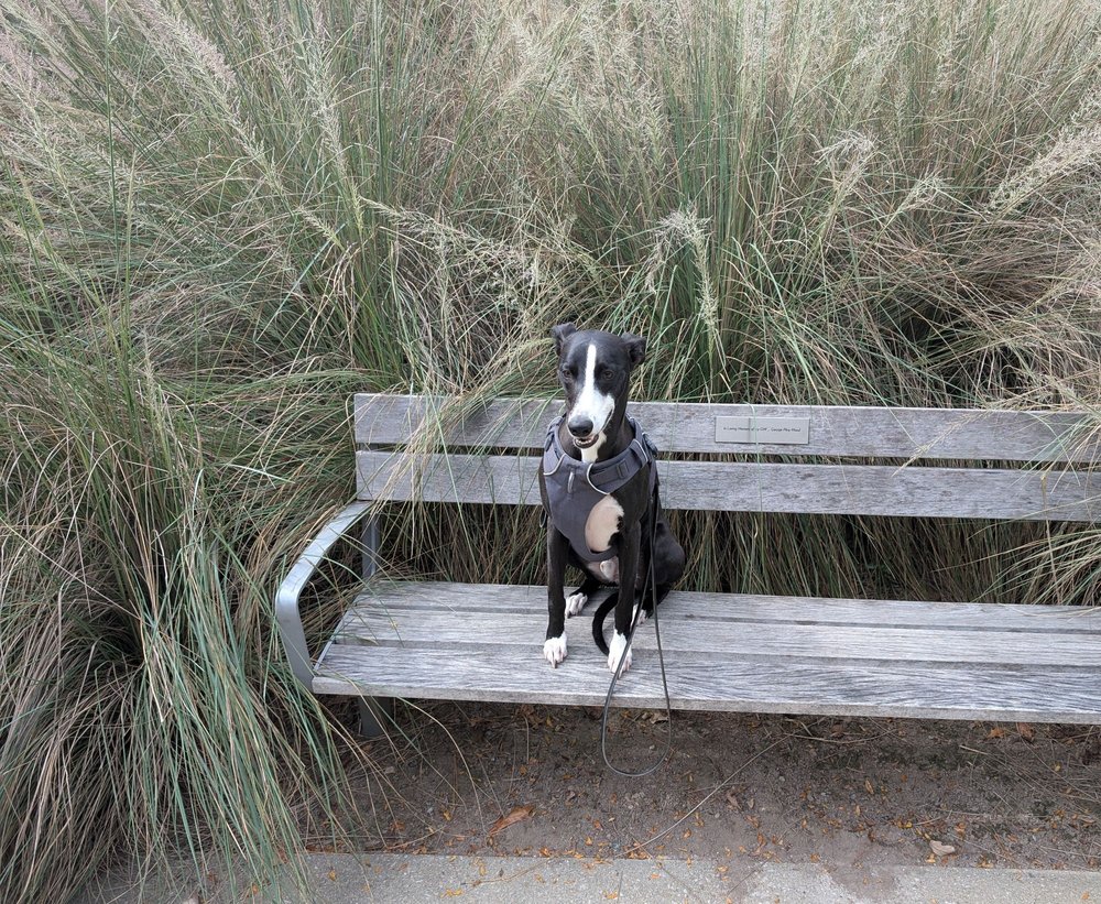 Ann and Jim Goodnight Museum Park Logo