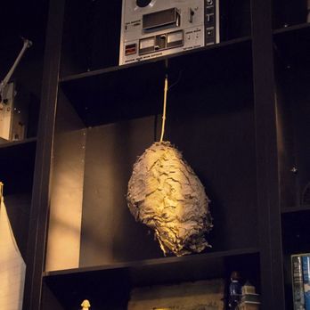 Black Iris - Real hornets nest! - Art Galleries Near Me - Richmond, Virginia