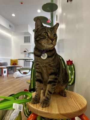 Get A Gato by null