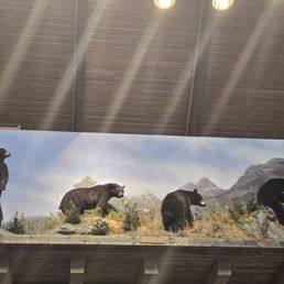 Black bear taxidermy